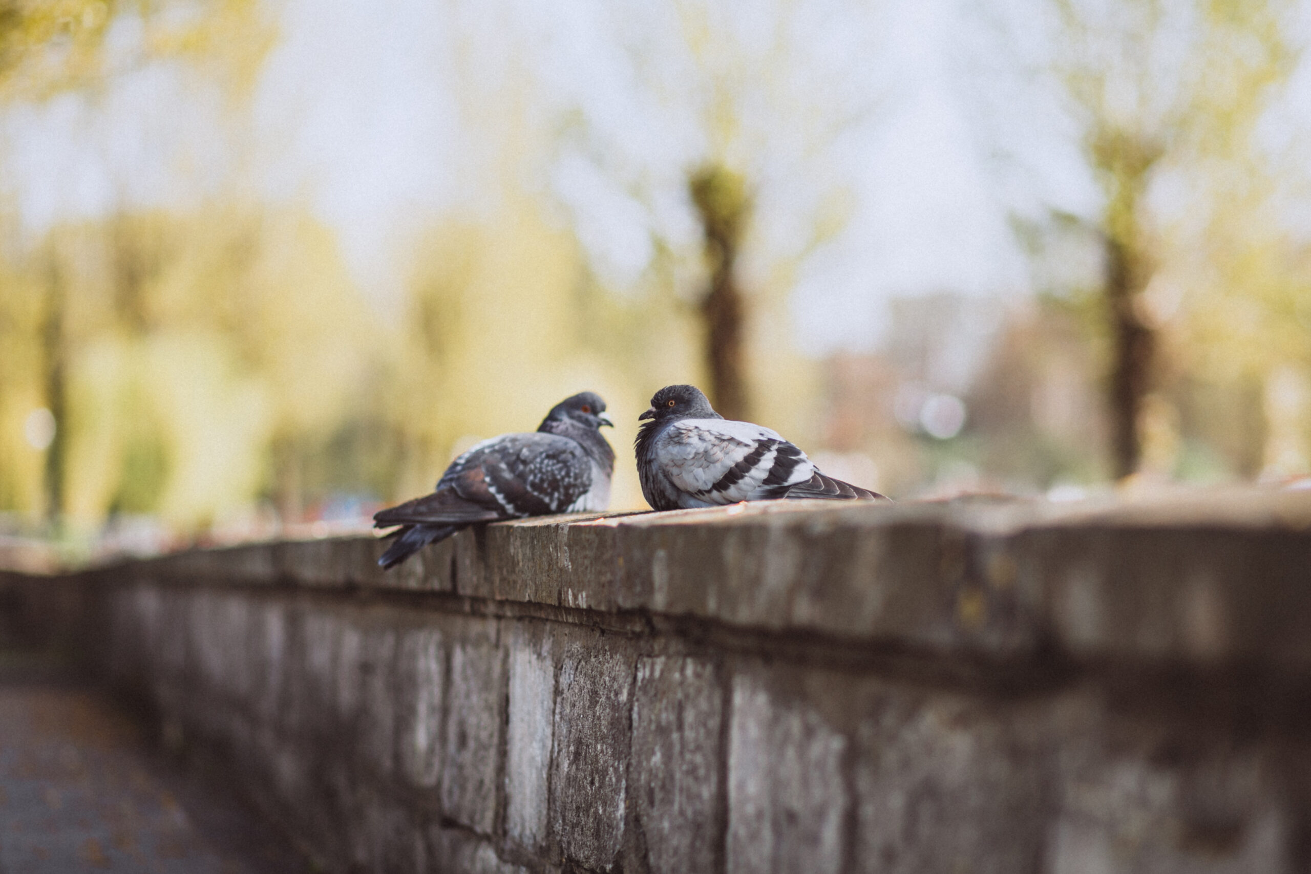 Pose de filets anti-pigeons sur Lyon avec Générale d'Hygiène
